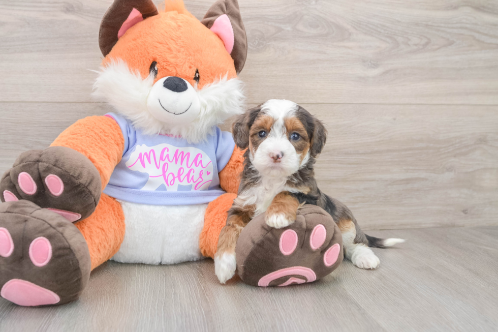 Adorable Golden Retriever Poodle Mix Poodle Mix Puppy