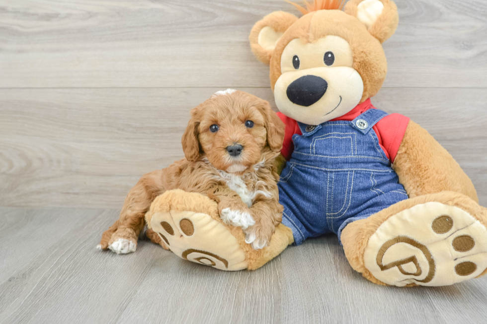 Mini Goldendoodle Pup Being Cute