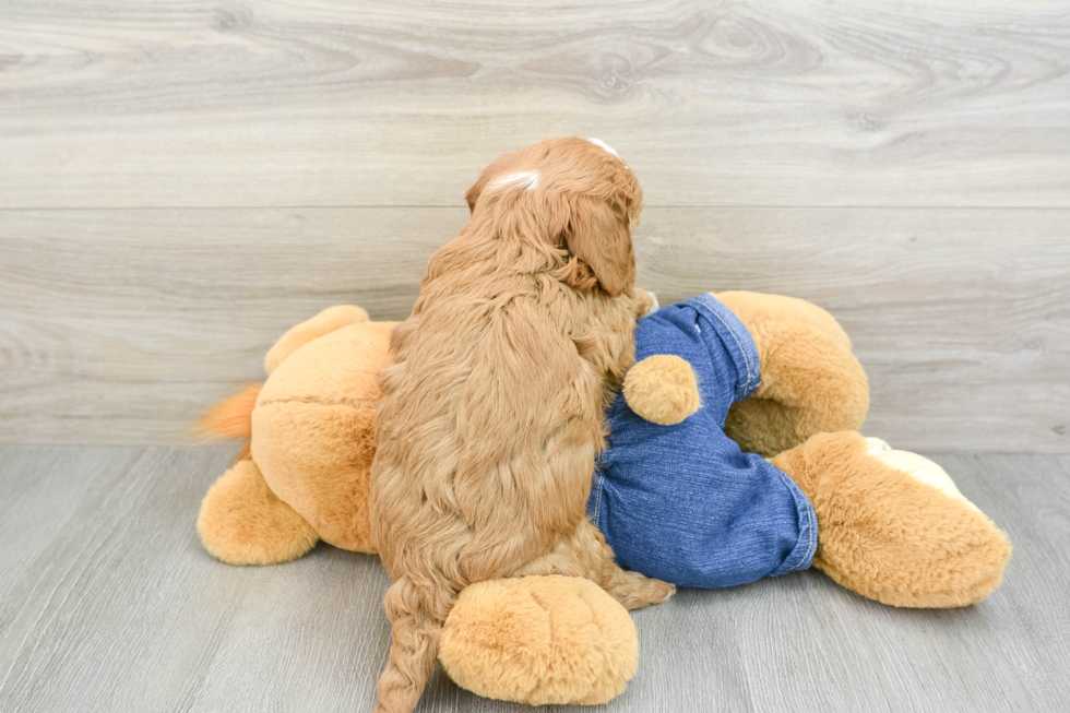 Smart Mini Goldendoodle Poodle Mix Pup