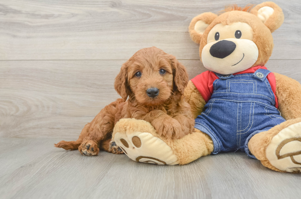 5 week old Mini Goldendoodle Puppy For Sale - Florida Fur Babies