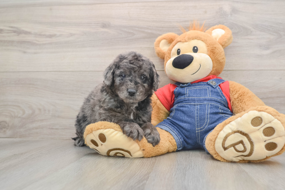 Fluffy Mini Goldendoodle Poodle Mix Pup