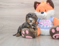 6 week old Mini Goldendoodle Puppy For Sale - Florida Fur Babies