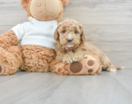 7 week old Mini Goldendoodle Puppy For Sale - Florida Fur Babies