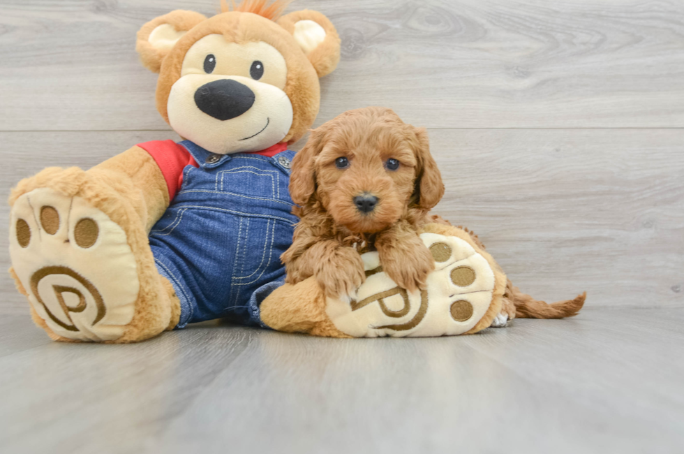 7 week old Mini Goldendoodle Puppy For Sale - Florida Fur Babies