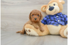 Hypoallergenic Mini Goldiepoo Poodle Mix Puppy