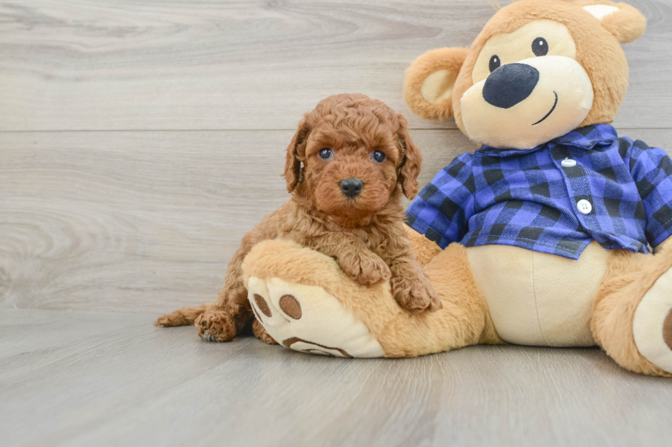 Hypoallergenic Mini Goldiepoo Poodle Mix Puppy