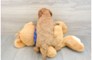 Adorable Golden Retriever Poodle Mix Poodle Mix Puppy