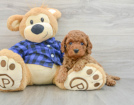 8 week old Mini Goldendoodle Puppy For Sale - Florida Fur Babies