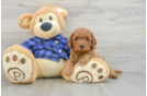 Mini Goldendoodle Puppy for Adoption