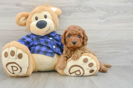 Mini Goldendoodle Puppy for Adoption