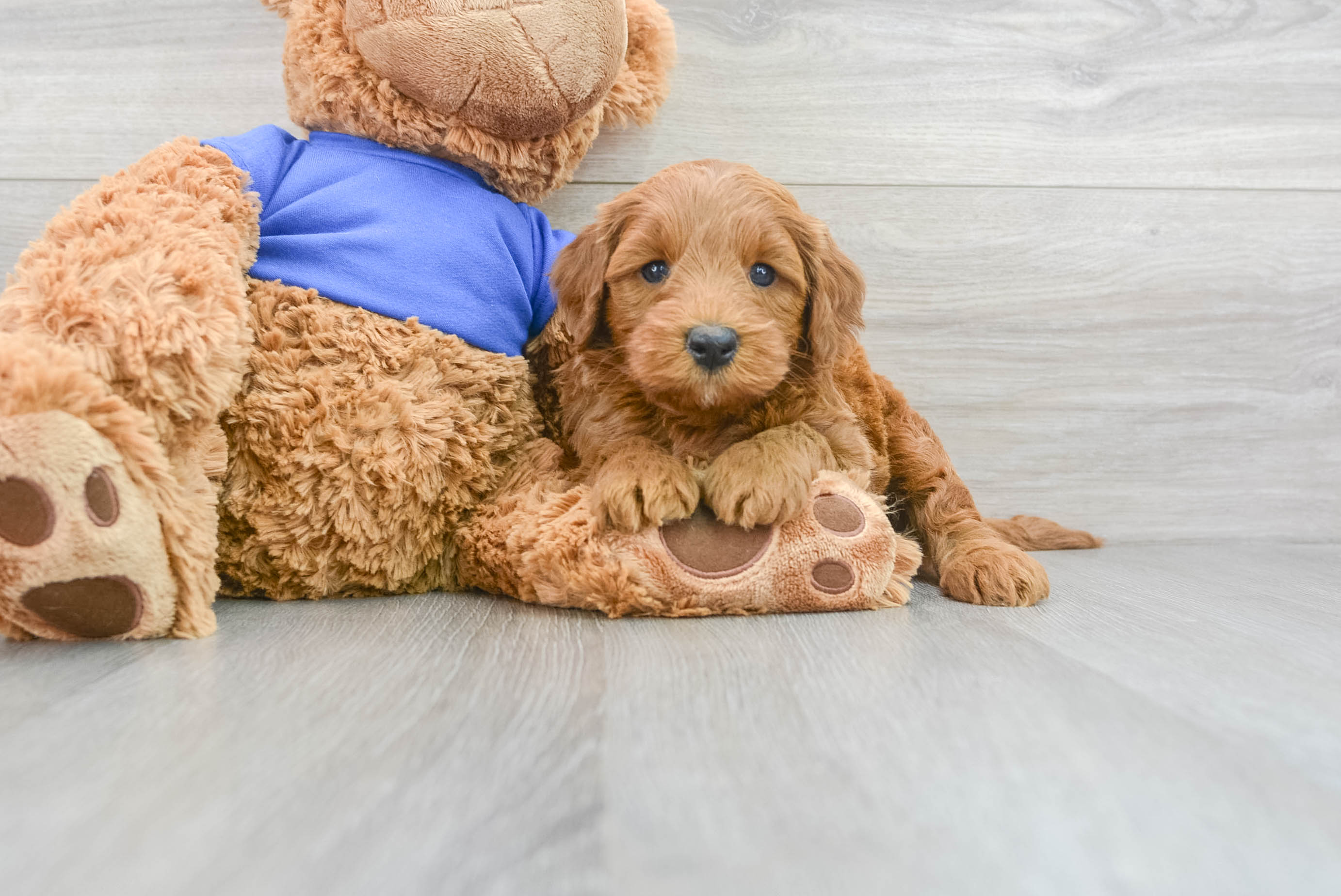 Mini goldendoodle best sale puppies florida