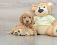 8 week old Mini Goldendoodle Puppy For Sale - Florida Fur Babies