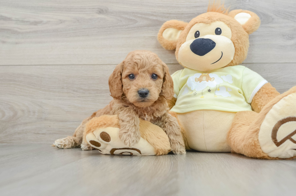 6 week old Mini Goldendoodle Puppy For Sale - Florida Fur Babies