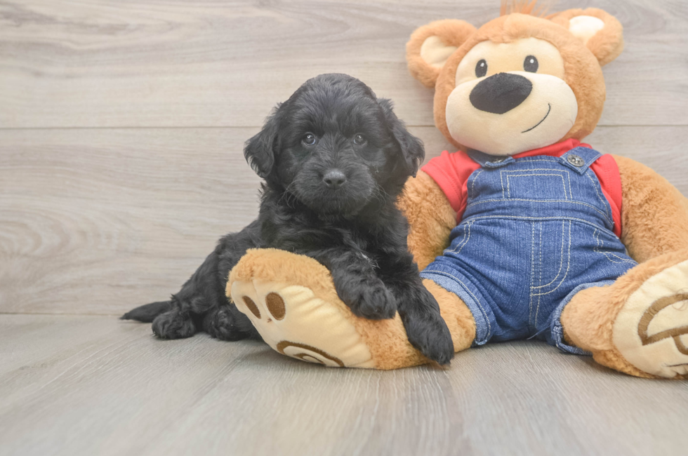 5 week old Mini Goldendoodle Puppy For Sale - Florida Fur Babies