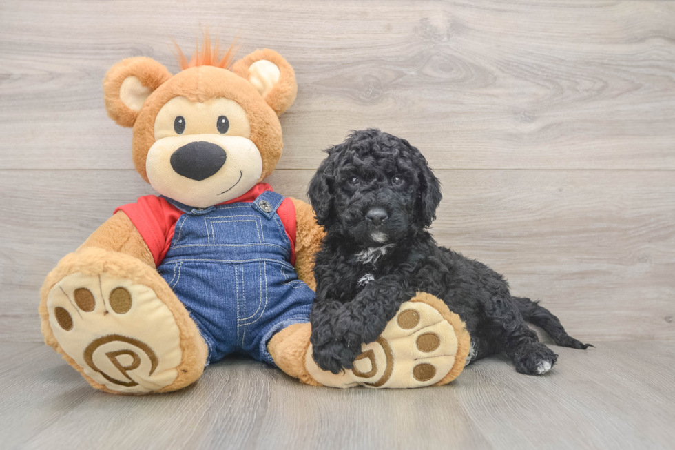 Best Mini Goldendoodle Baby