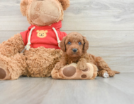 7 week old Mini Goldendoodle Puppy For Sale - Florida Fur Babies