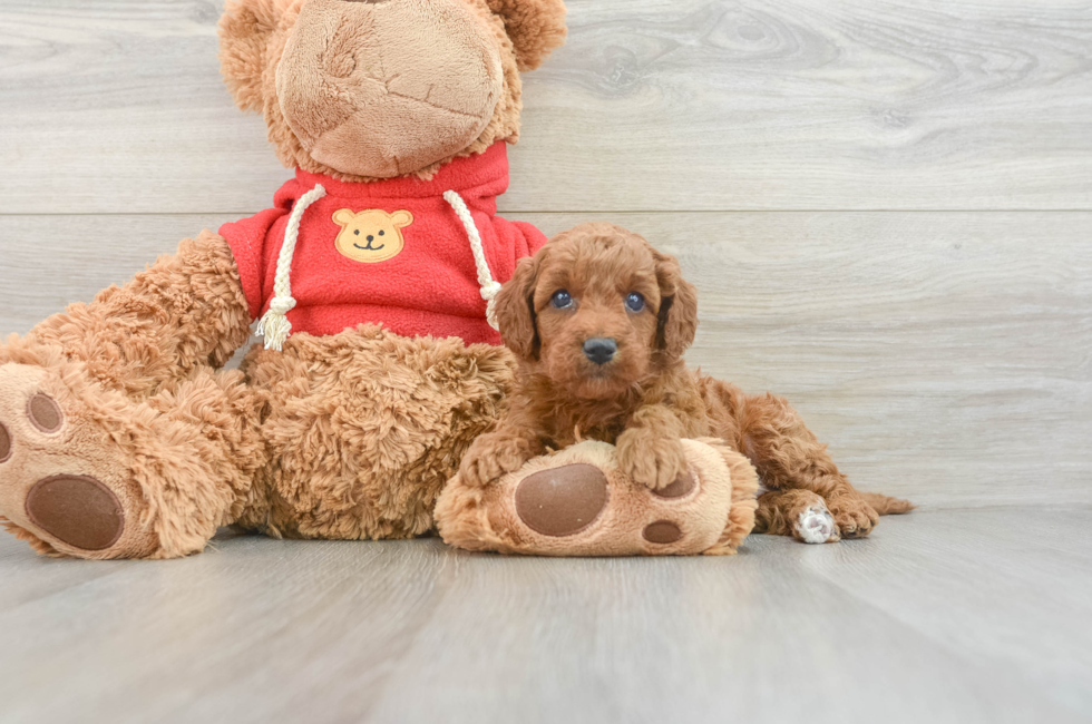 7 week old Mini Goldendoodle Puppy For Sale - Florida Fur Babies