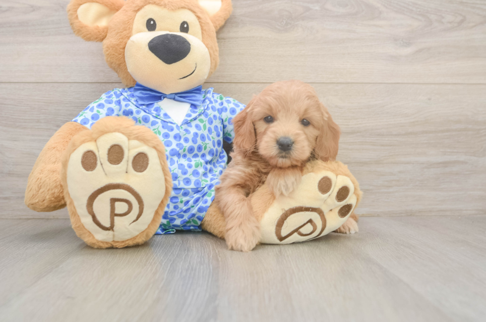5 week old Mini Goldendoodle Puppy For Sale - Florida Fur Babies