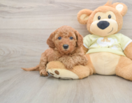 7 week old Mini Goldendoodle Puppy For Sale - Florida Fur Babies