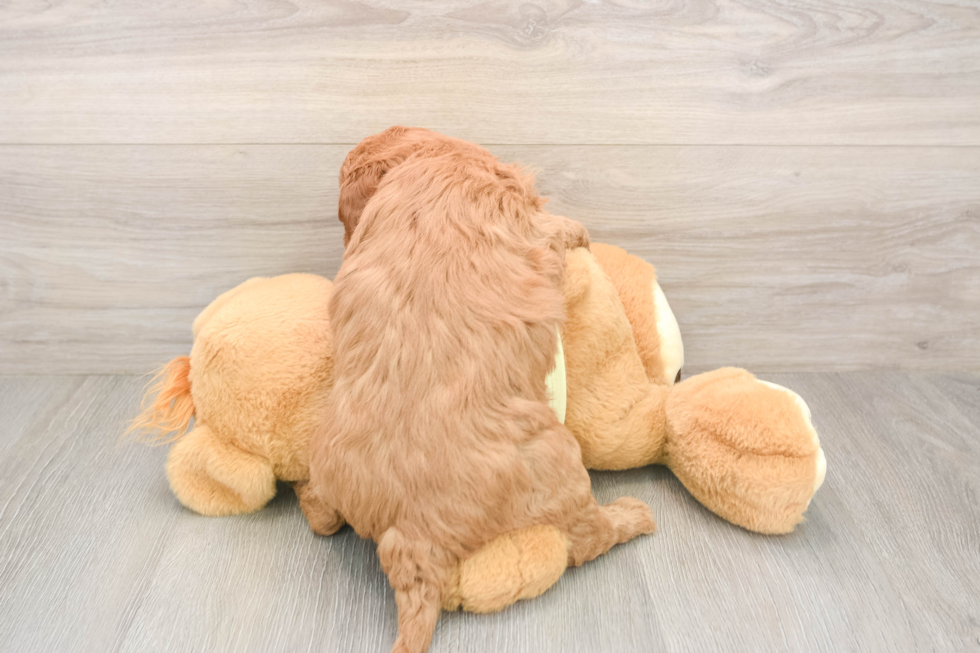 Little Mini Goldenpoo Poodle Mix Puppy