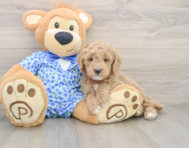7 week old Mini Goldendoodle Puppy For Sale - Florida Fur Babies