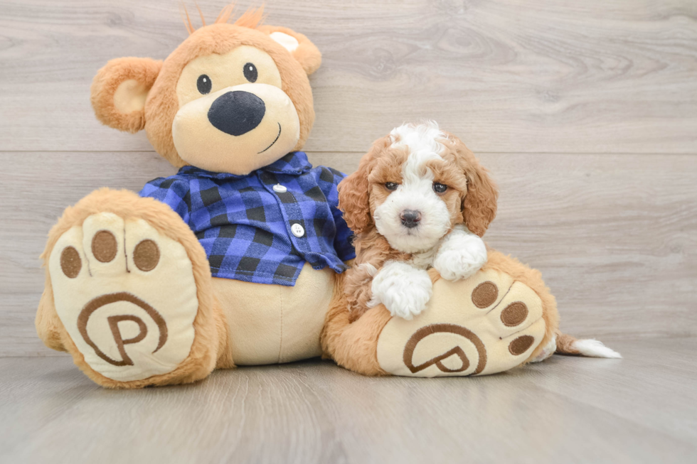 Mini Goldendoodle Pup Being Cute