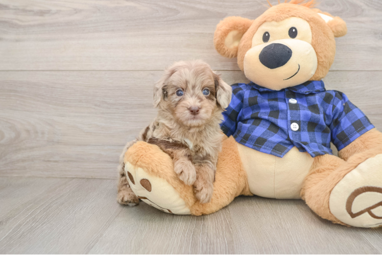 Fluffy Mini Goldendoodle Poodle Mix Pup