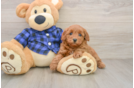 Friendly Mini Goldendoodle Baby