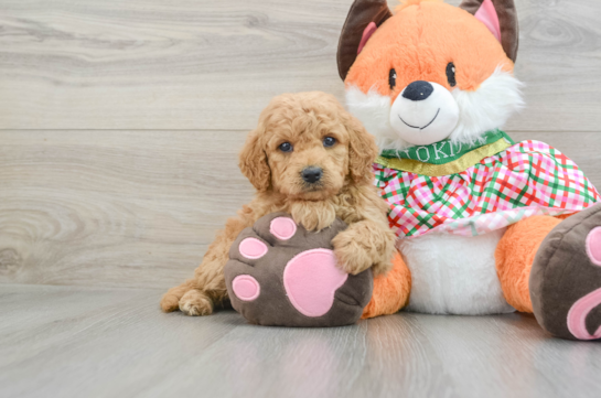 Friendly Mini Goldendoodle Baby