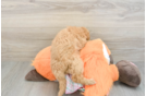 Mini Goldendoodle Puppy for Adoption