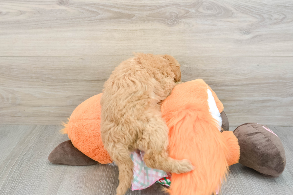 Mini Goldendoodle Puppy for Adoption