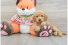 Best Mini Goldendoodle Baby