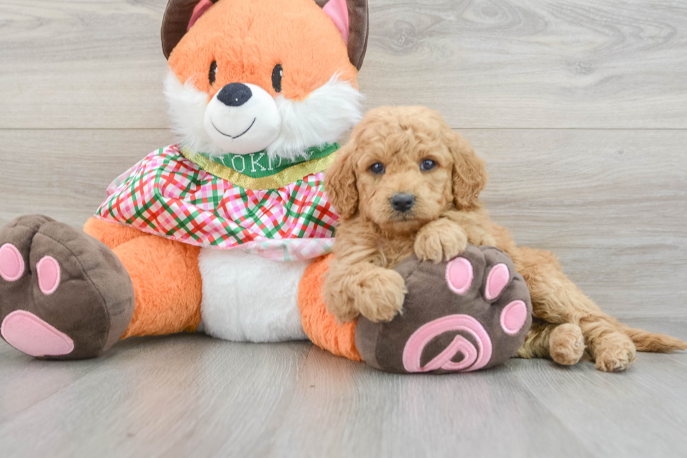 Best Mini Goldendoodle Baby