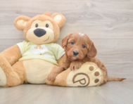 8 week old Mini Goldendoodle Puppy For Sale - Florida Fur Babies