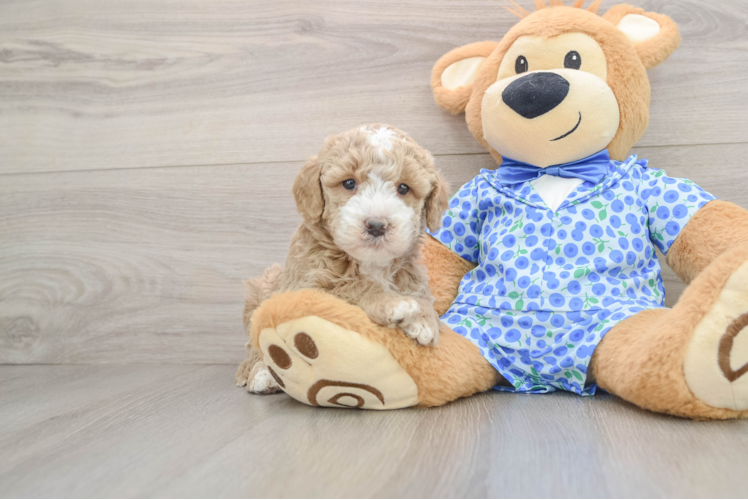 Cute Mini Goldendoodle Baby
