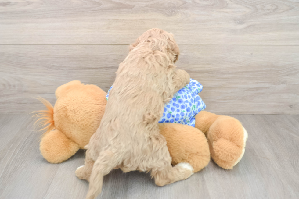Mini Goldendoodle Puppy for Adoption