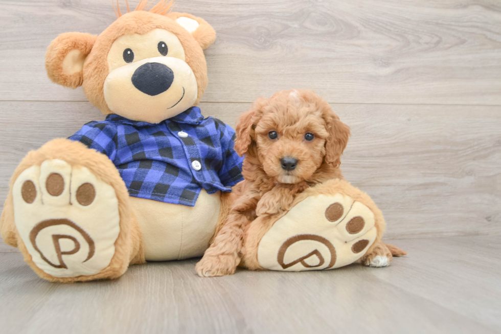 Small Mini Goldendoodle Baby