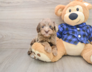 7 week old Mini Goldendoodle Puppy For Sale - Florida Fur Babies