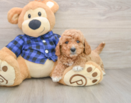 6 week old Mini Goldendoodle Puppy For Sale - Florida Fur Babies