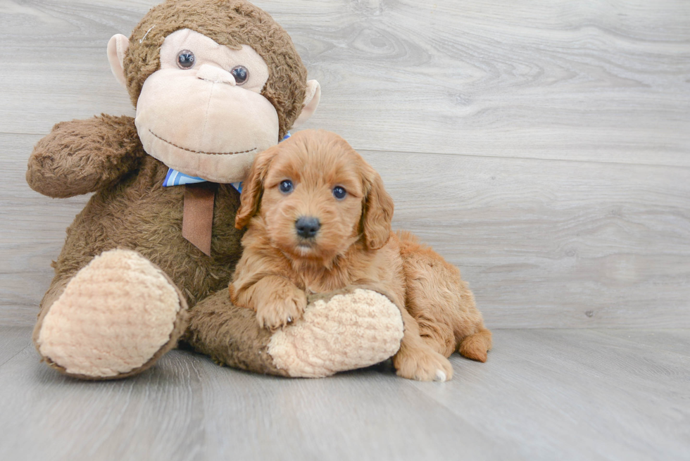 Mini Goldendoodle Pup Being Cute