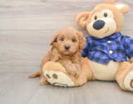 6 week old Mini Goldendoodle Puppy For Sale - Florida Fur Babies