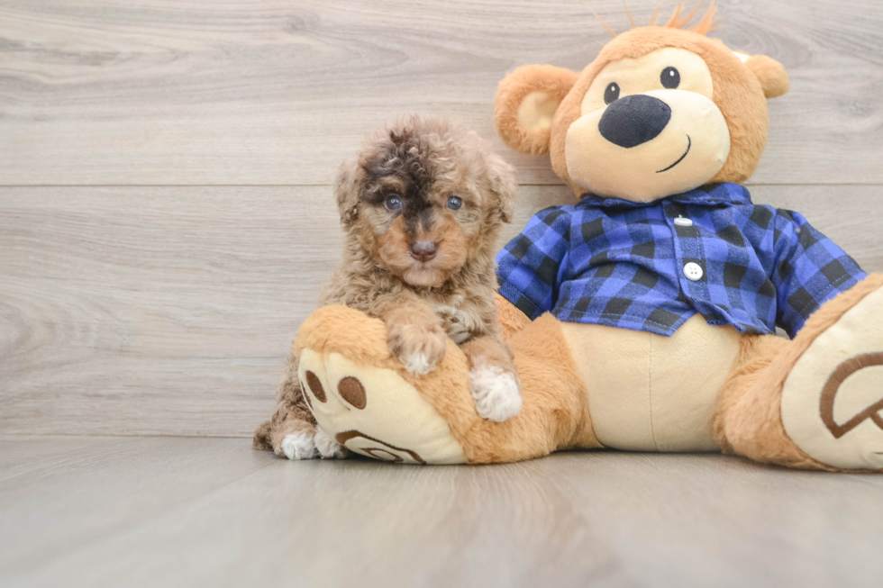 Popular Mini Goldendoodle Poodle Mix Pup