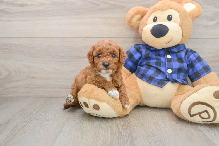 Mini Goldendoodle Pup Being Cute