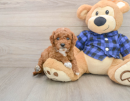 6 week old Mini Goldendoodle Puppy For Sale - Florida Fur Babies