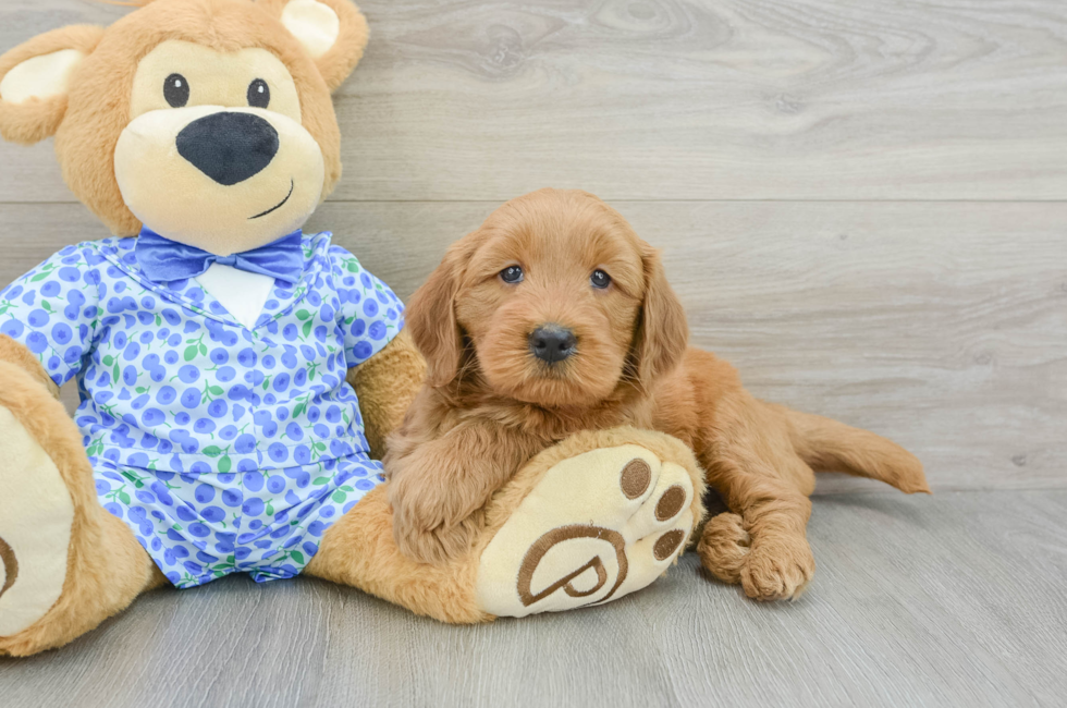 5 week old Mini Goldendoodle Puppy For Sale - Florida Fur Babies