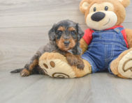 8 week old Mini Goldendoodle Puppy For Sale - Florida Fur Babies