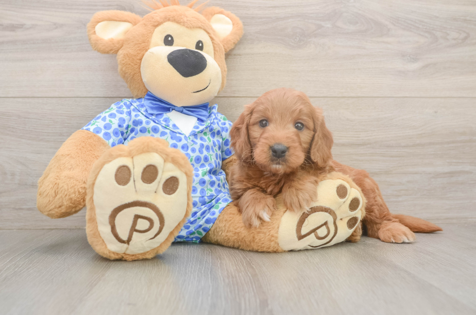 5 week old Mini Goldendoodle Puppy For Sale - Florida Fur Babies