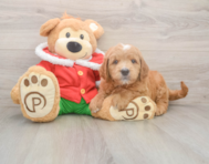 5 week old Mini Goldendoodle Puppy For Sale - Florida Fur Babies
