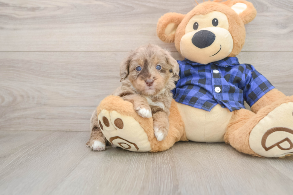 Petite Mini Goldendoodle Poodle Mix Pup