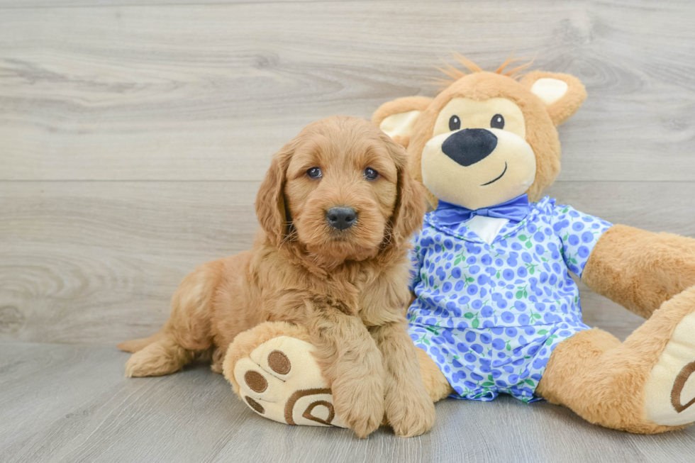 Best Mini Goldendoodle Baby